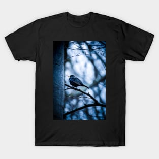 Single male blackbird (turdus merula) standing on a branch, cold atmospheric colors T-Shirt